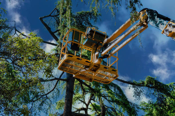 Best Aeration Services  in Almedia, PA