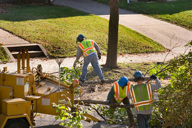 How Our Tree Care Process Works  in  Almedia, PA