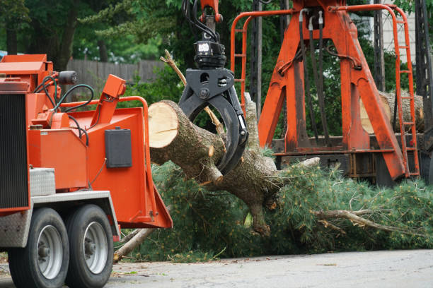 Best Tree Cabling and Bracing  in Almedia, PA